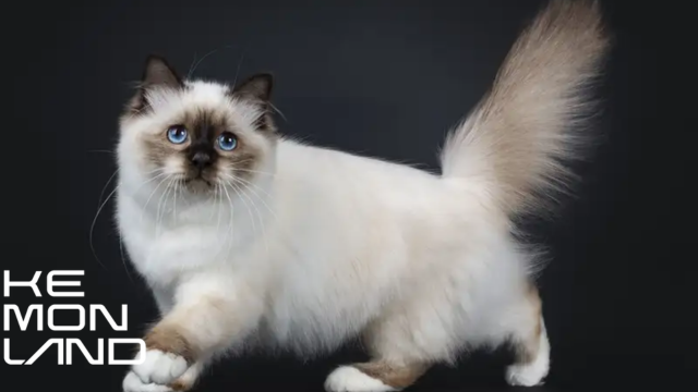 Kucing Birman adalah ras semi-longhair dengan warna rambut kegelapan di sekitar wajah, kaki, telinga, dan ekor, serta warna tubuh yang pucat.