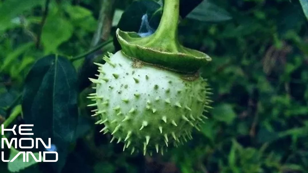 Buah Kecubung